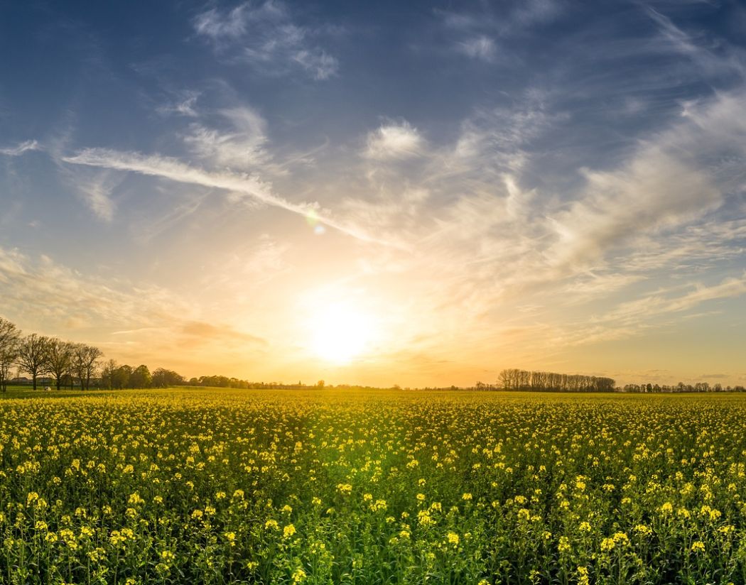 bright, sunny field of flowers