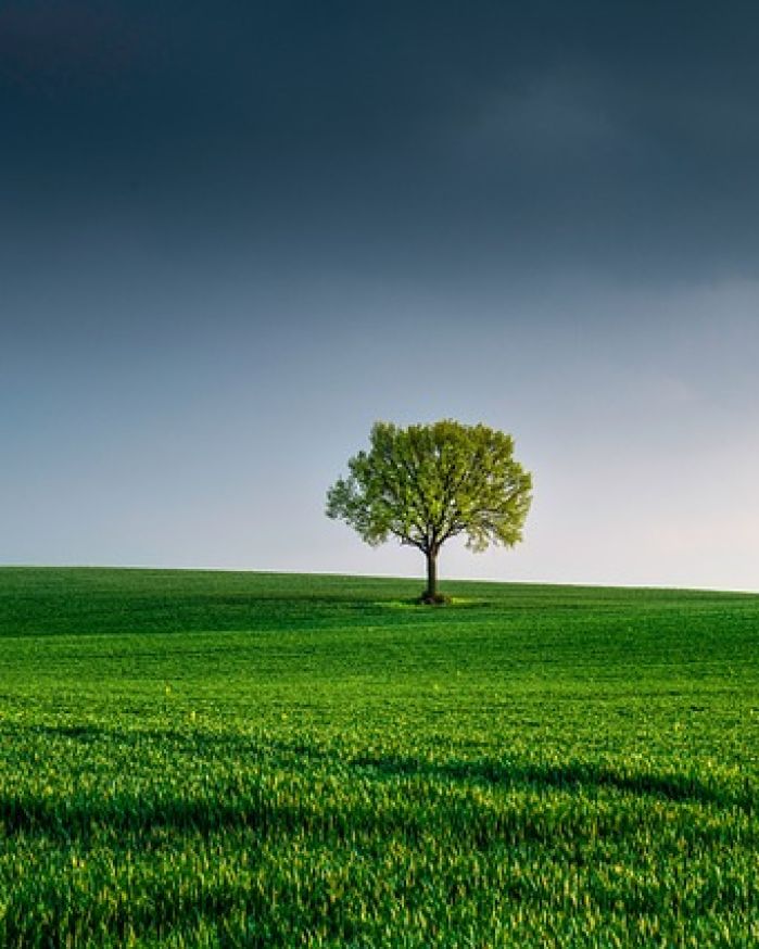 lone tree in field
