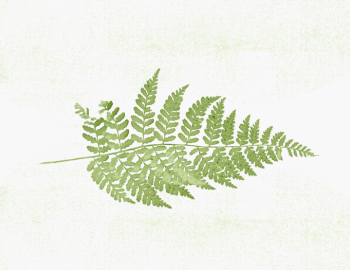 a leaf on a light green background