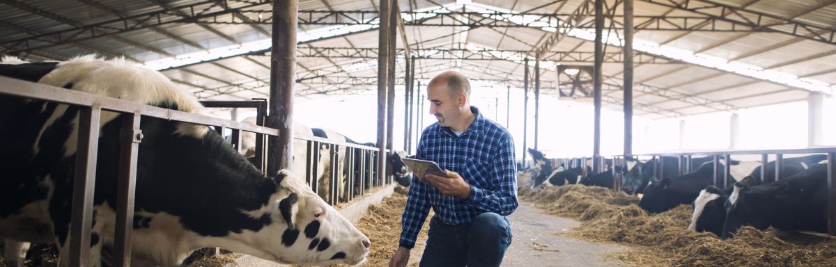 farmer with cows in a barn