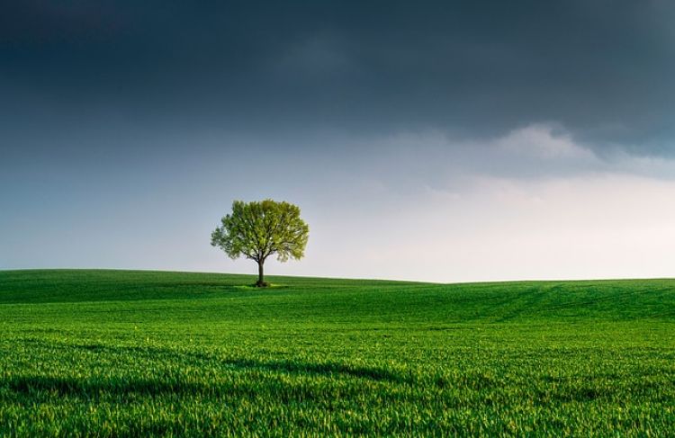 lone tree in field