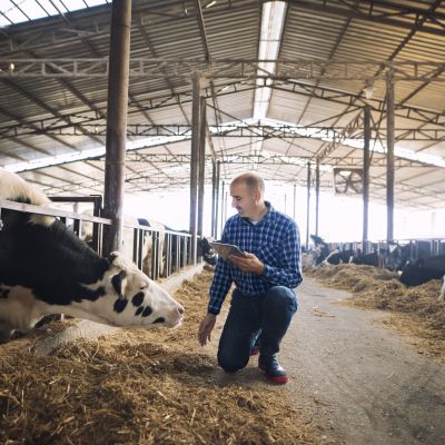 farmer with cows in a barn