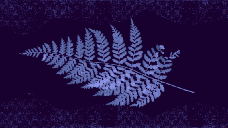 cyanotype of leaf