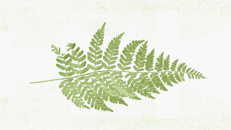 a leaf on a light green background