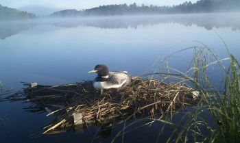 loon sitting on nest built on welded frame