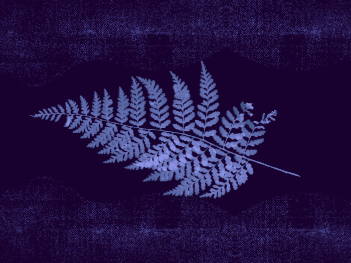 cyanotype of leaf